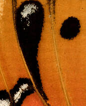 Close-up of Agraulis incarnata forewing patterns